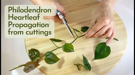 how to propagate philodendron brasil